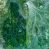VESSELLS AND VINES