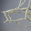 Untitled (Ginseng Bottle Surprise) 1 
detail