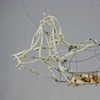 Untitled (Ginseng Bottle Surprise) 1