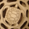 Turtle Wax Sculpture (in progress)