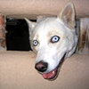 Blue eyes