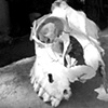 BW skull
