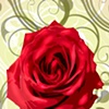 Rose for Mother 