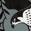 Peregrine Falcons 
Hunted Passenger Pigeons

