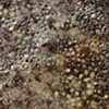 Slow Burn Brown/Skin Deep