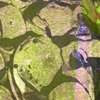 Green Thing