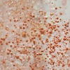 Baby's Breath I