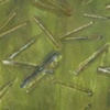 Halucenigenia 1
