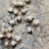 Nest   