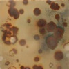 Sun Spots/Solar Maximum