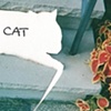 Oscar the Cat