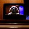 DON'T WORRY / 
THE DOG CAN SEE YOU TOO