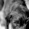 WINSTON