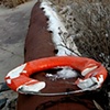 Life Raft