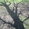 Remember the Shadows