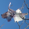 The Kite