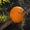 Bloomingdale Balloon