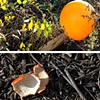 Orange Diptych 