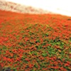 Poppy