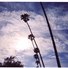 Los Angeles