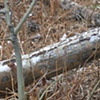 Arborglyph Field Work