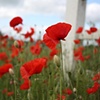 Poppy Flower, Old Buckenham, England