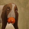 Bad Dog Series