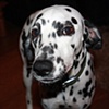 Dalmatian, Thetford, England