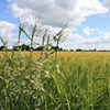 Field of Gold, Old Buckenham, England