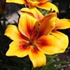 Yellow Lily, Old Buckenham, England