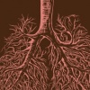 Lungs