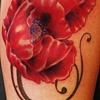 Poppies