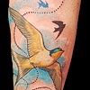 Swallows