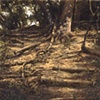 Forest Slope