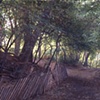 Forest Path
