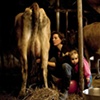 Afternoon Milking.