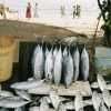 Fish monger's display 