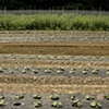 Hepworth Organic Farm
