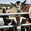 Goats at Fence.