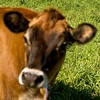 Paul with Clover Mead Cows