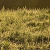 Morning Fields