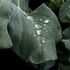 Broccoli.