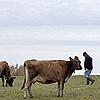 Cows at Pasture.