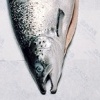 Acme Smoked Fish 
