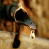 Maple Tap