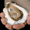 Oyster Shucker