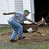 Goat Wrangling.