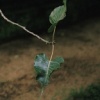 Bodhi Tree