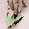 Planting Under Cover.