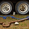 Hoses